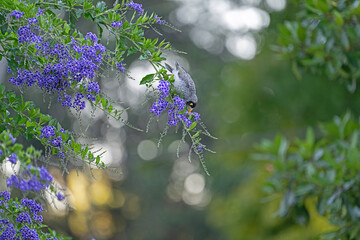 Noisy minor on a branch of lady surprise