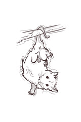 Opossum graphical Wild forest animals hand drawn illustration doodle in black and white background