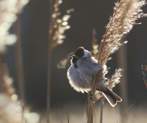 The beautiful reed warbler sings its song in cold weather and its breath is visible in the morning sun.