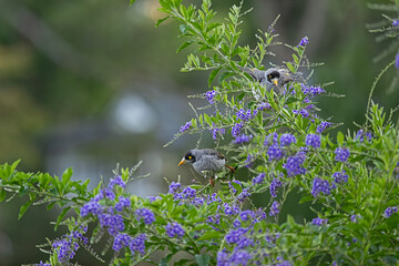 Noisy minor on a branch of lady surprise