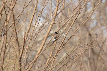 밀화부리의 애교