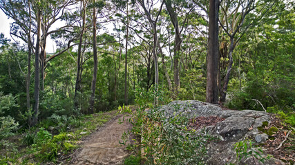 Australian Bush