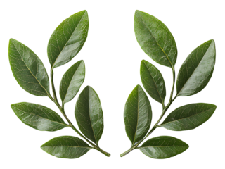 Two lush green sprigs form a symmetrical laurel wreath on a clean white background.
