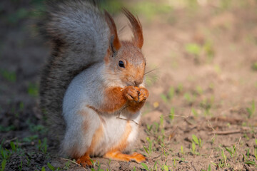 Squirrel with red and grey fur in a city park in spring