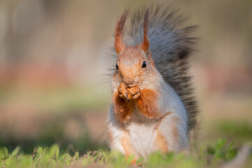 Squirrel with red and grey fur in a city park in spring
