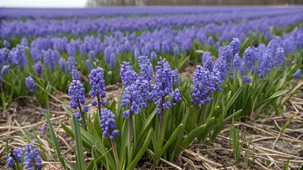Obraz premium Vibrant purple flowers bloom in a vast field during early spring in a rural landscape