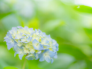 梅雨から初夏の公園や花壇を彩るアジサイのある風景。自然風景素材。花びらや葉っぱの重なりと木漏れ日の光でボケた景色。ぼんやりした花畑のイメージ。
