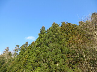 青空と杉林