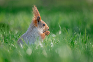 Squirrel with red and grey fur in a city park in spring