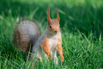 Squirrel with red and grey fur in a city park in spring