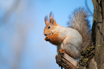 Squirrel with red and grey fur in a city park in spring