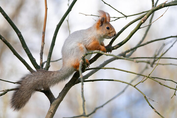 Squirrel with red and grey fur in a city park in spring
