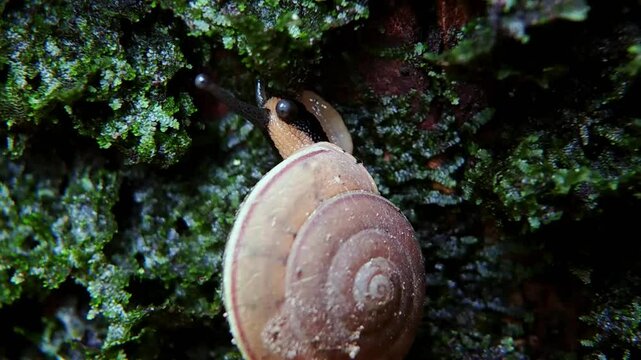 On the green moss walks Monachoides vicinus or small land snails