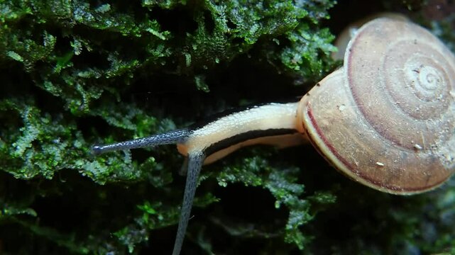 Land snail or Monachoides vicinus walking among green moss