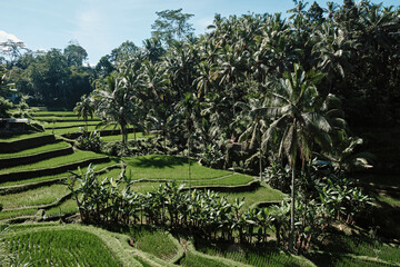 Lush green rice terraces in Bali surrounded by tropical palm trees and dense vegetation under...