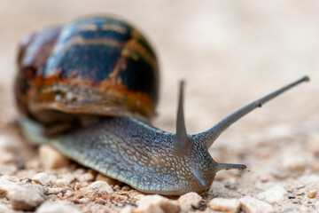 Close-up of a garden snail (Cornu aspersum) crawling on rocky ground.