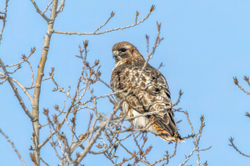 Red-tailed hawk hiding on a tree