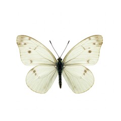 a white butterfly is shown on a white background