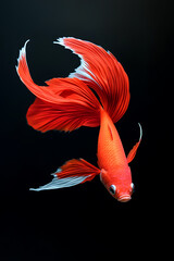 Naklejka premium The moving moment beautiful siamese betta fish or dumbo betta splendens fighting fish in thailand on isolated black background. Thailand called Pla-kad or big ear fish. Colorful siamese fighting fish.