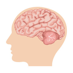 Illustration of scientific design scheme, human brain side view