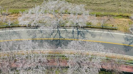 Beautiful spring scenery video of Korea where branches of white cherry blossom trees in full bloom under the blue sky are scattered in the spring breeze - Powered by Adobe