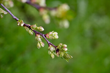 Tree branch with unopened flower buds on blurred green background. Macro nature photography. Spring awakening and blooming season concept. Design for postcard, greeting card, invitation, wallpaper
