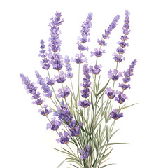 Naklejka premium Floral flower vector Illustrations on white background