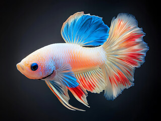 Fototapeta premium The moving moment beautiful siamese betta fish or dumbo betta splendens fighting fish in thailand on isolated black background. Thailand called Pla-kad or big ear fish. Colorful siamese fighting fish.