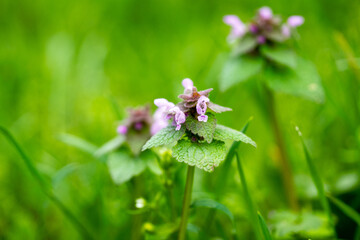 Purple wildflowers with green leaves growing in a meadow. Macro shot of blooming Lamium purpureum in spring. Nature and botanical concept.