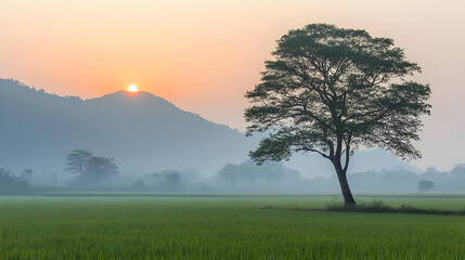 Obraz premium Green Rice Field with Solitary Tree Silhouette Against Misty Hills and a Radiant Sunrise in Tranquil Rural Landscape
