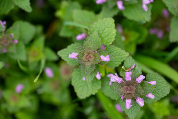 Purple wildflowers with green leaves growing in a meadow. Macro shot of blooming Lamium purpureum in spring. Nature and botanical concept.