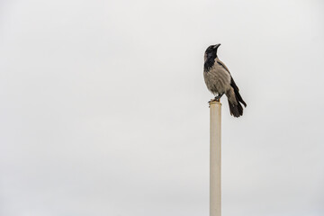 Hooded crow perched on top of a white pole against a cloudy sky. Minimalist wildlife photography with copy space