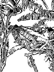 vector illustration of a banana tree