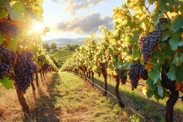 Papier peint photo Vignoble Vineyard with Ripe Red Wine Grapes Harvesting in Sunny Sicily Italy  © letter