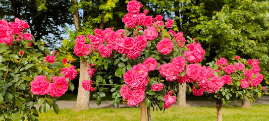 Bright pink blooming rose bushes in full summer bloom surrounded by green leaves and trees in public park