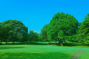 緑の公園