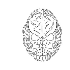 Detailed Line Art Skull Drawing Illustration