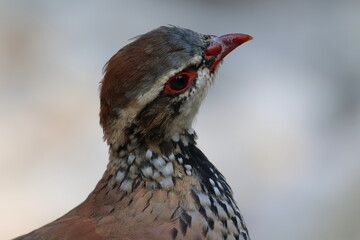 Rothuhn (Alectoris rufa) im Nationalpark Calanques in Frankreich