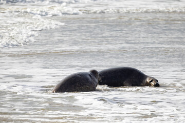 Fototapeta premium Two playful seals joyfully interacting in the ocean, beautifully showcasing marine wildlife and natures splendor
