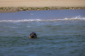 Fototapeta premium A tranquil and serene view of a seal playfully bobbing in the calm water near the sandy shore at sunset