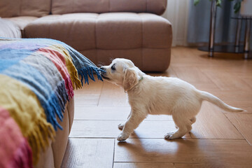 Golden retriever (labrador) puppy pulls a blanket off a sofa in a room during the day. Contents pet...