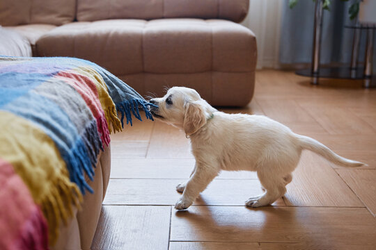 Golden retriever (labrador) puppy pulls a blanket off a sofa in a room during the day. Contents pet products, website, magazine, postcards, embroidery
