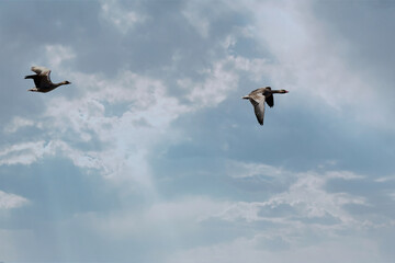 Two geese flying in a light blue sky with scattered white clouds