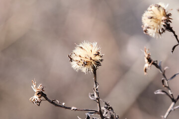 Close-up of several fluffy, white seed heads of a plant - thistle or dandelion gone to seed