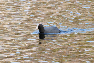 Black coot bird swimming in the water