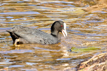 Black coot bird swimming in the water