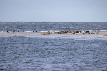Seabirds are perched on a sandy bar while seals are basking in the warm sun beneath a stunning...