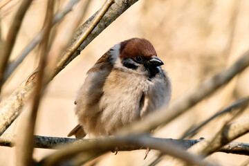 A small Sparrow bird perched on a bare branch