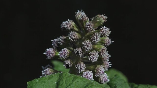 Butterbur, Petasites hybridus, flowering next to a canal in early Spring. UK