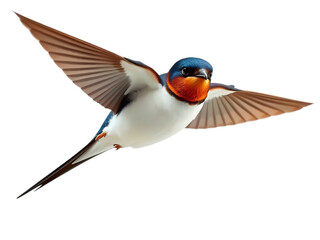 Obraz premium Graceful Swallow in Flight